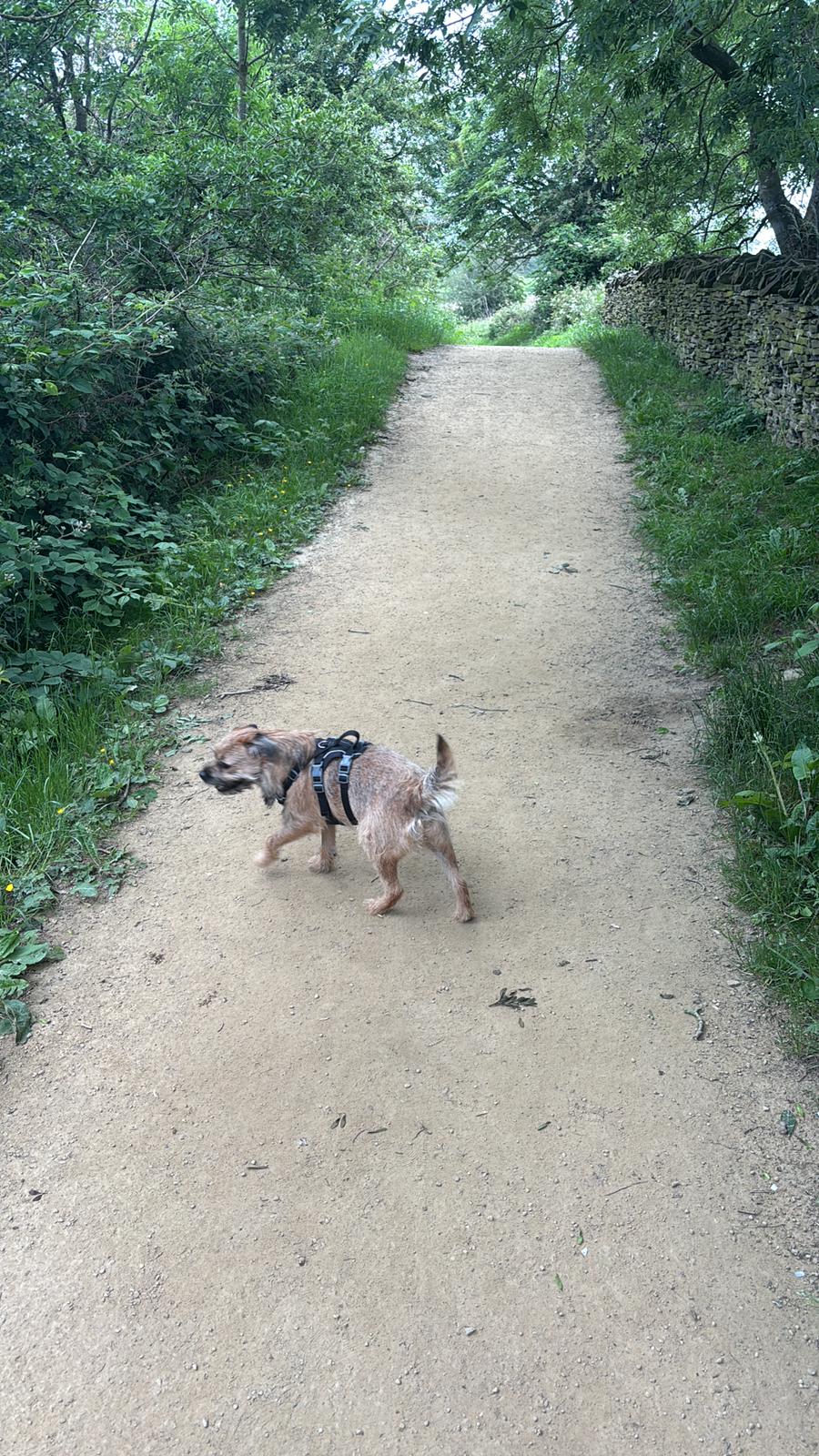 A BOARDER TERRIER WALKING ON A PATH