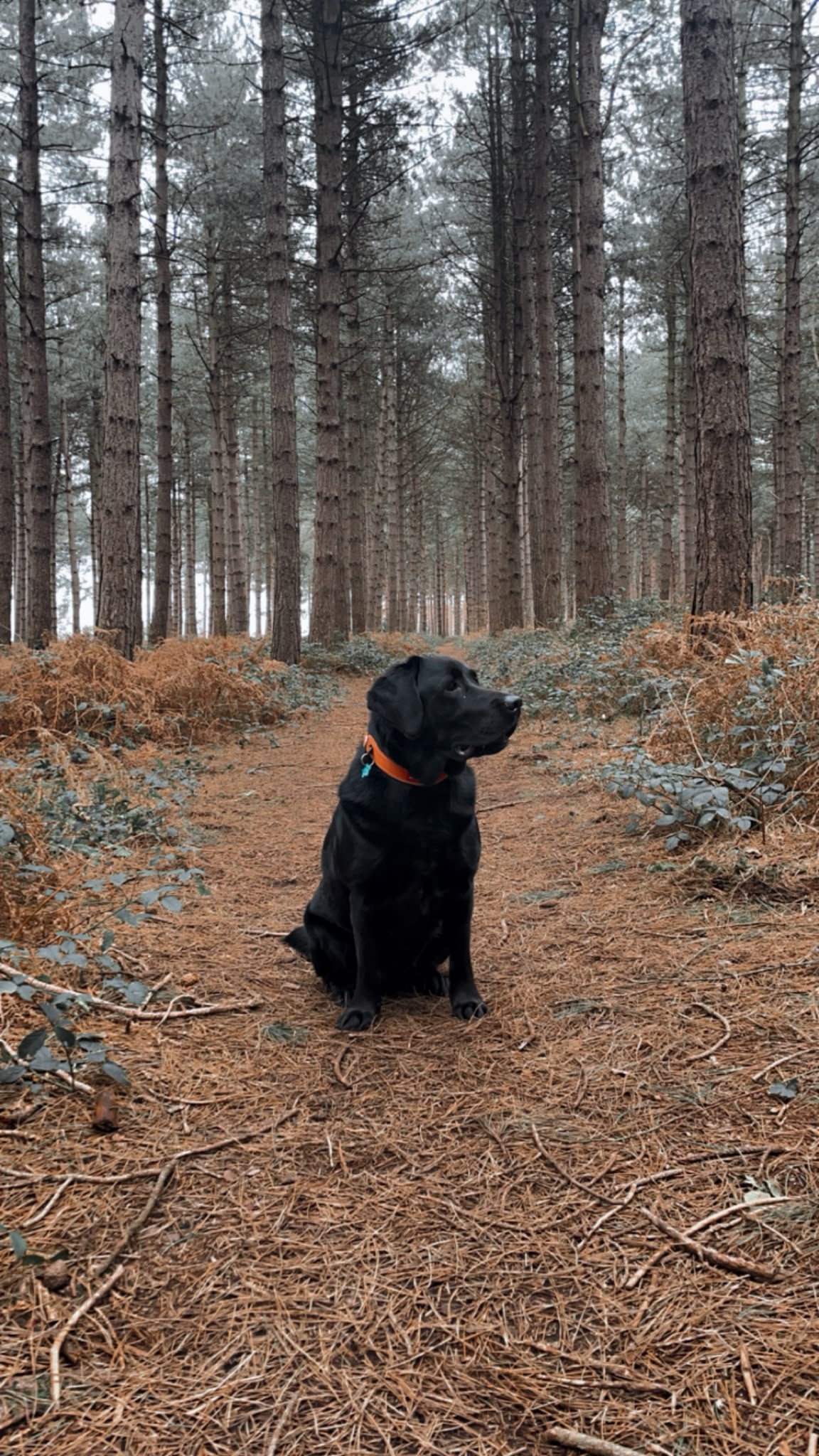 ALFIE THE BLACK LAB SITTING IN THE WOODS