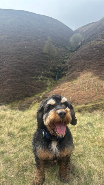 BLACK AND TAN DOG SAT ON A HILL WITH GRASS AND HEATHER WITH HIS TOUGNE OUT
